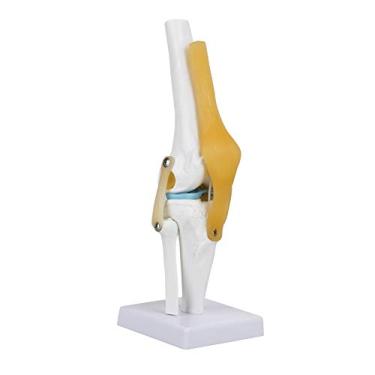 Imagem de Articulação do Joelho Humano Em Tamanho Real, Corpo Human Anatomie Knie Modell Anatomie Model para Estudo de Anatomia de Esqueleto Ensine Com Modelo de Ligamento