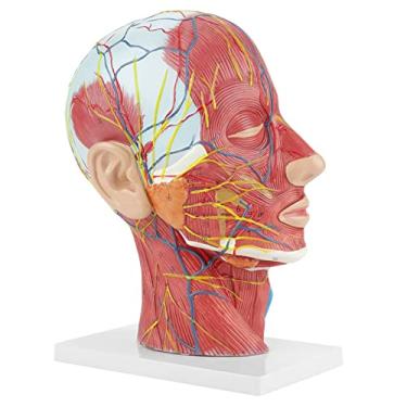 Imagem de Generic Modelo Anatômico do Cérebro Com Estrutura Detalhada para Estudo e Ensino, Base de PVC, Modelo de Cabeça Médica para Escolas, Hospitais