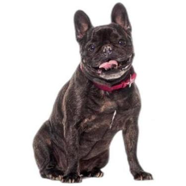 Imagem de Tapete Para Pets Lavável Em Oferta 10 Un P1 50X70Cm - Shelby Moda Pet