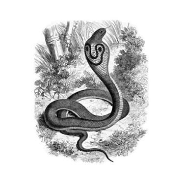 Imagem de e.x.o.b.o | Notizbücher: Umfangreiches und exotisches Blanko-Journal mit einzigartiger Vintage-Handzeichnung (Brillenschlange)