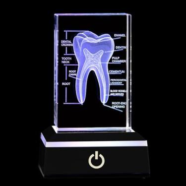 Imagem de LUMINFLY Modelo de dentes de cristal com anatomia oral gravada a laser, presente 3D para dentistas, base de LED ajustável, exibição educacional ideal para consultórios médicos e academias