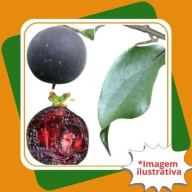 Imagem de Mudas de Campari-Groselha (dovyalis hebecarpa) - Gardencitrus