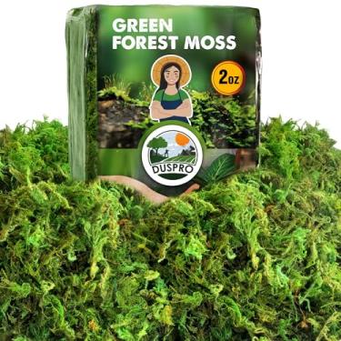 Imagem de Duspro [Atualizado] Musgo verde para artesanato, plantas em vasos de musgo da floresta real, musgos decorativos para mesa de centro de mesa, decoração de festa de fada de casamento, Natal, plantadores