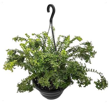 Imagem de Samambaia Bailarina Ou Saia Baiana Na Cuia Planta Natural - Orquiflora