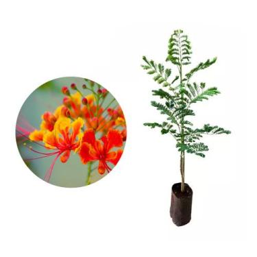 Imagem de Muda de Flamboyant Laranja 50 a 80cm AMK - Plantas Online - Genérico