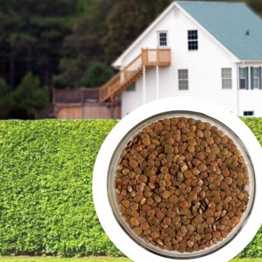 Imagem de 1000 Sementes Selecionadas de Sansão do Campo Cerca Viva