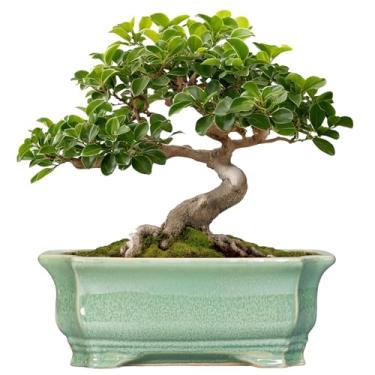 Imagem de Teagas Vaso de árvore de bonsai de 29 cm - vasos de cerâmica para suculentas, vaso de bonsai para interior e exterior, vaso decorativo com orifício de drenagem, vaso de flores retangular, decoração de