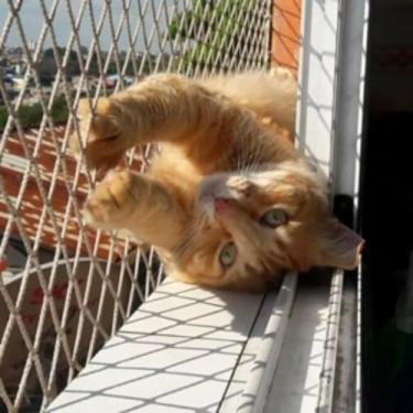 Imagem de Kit 2.10x3.50 Redes de Proteção Malha 3x3 Para Gatos e Calopsita em Sacadas (Branca)