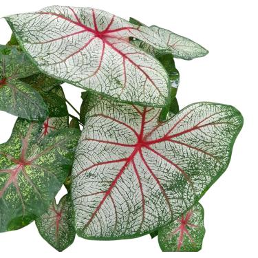 Imagem de Planta Caladium variados 40cm Linda! plantas naturais de decoração de casa, Jardins, varandas - Mudas de plantas ornamentais,folhagens raras.
