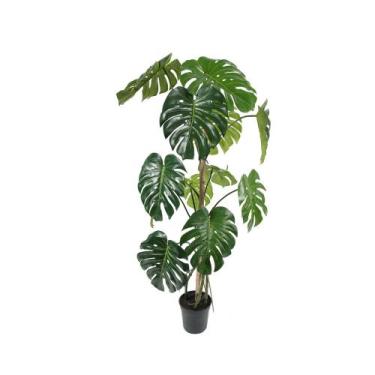 Imagem de Muda de Costela De Adão 20 a 40cm AMK - Plantas Online - AMK Jardinage