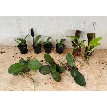 Imagem de Kit I Mudas de Orquídeas Variadas - Jardim com Flores
