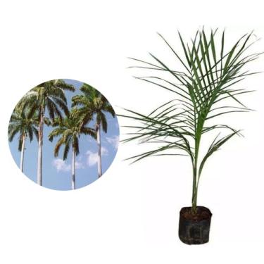 Imagem de AMK Jardinagem e Paisagismo, Muda de Palmeira Imperial 20 a 40cm AMK - Plantas Online