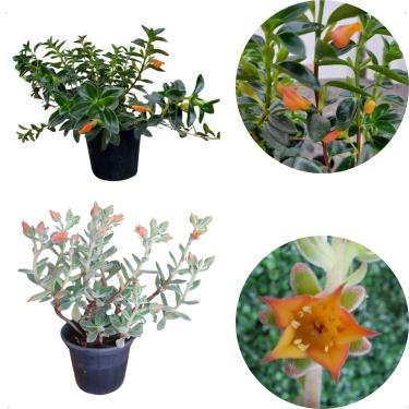 Imagem de Kit Mudas Columeia Peixinho Echeveria Pulvinata Ruby Plantas Meia-sombra Perene Folhagem Eerde Escura Ornamental Laranja