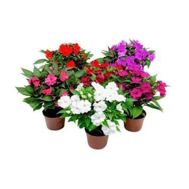 Imagem de Muda de Sunpatiens 20 a 40cm AMK - Plantas Online - AMK Jardinagem e P