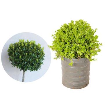 Imagem de Muda de Buxinho 20 a 40cm AMK - Plantas Online - AMK Jardinagem e Pais
