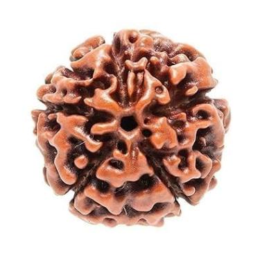 Imagem de EDMIRIA Miçangas Rudraksha Nepalês 2 Mukhi 3 Faces, 4 Mukhi, 5 Faces, 6 Mukhi, 7 Mukhi Certified Natural Himalaia Rudrakhsha Beads para cura, Pooja, meditação, oração, Japa, Madeira, Sem Pedra