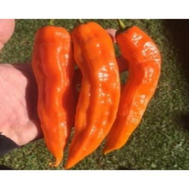 Imagem de 50 Sementes de Pimenta Andina  - SEEDS