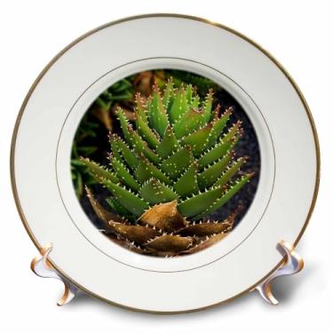 Imagem de 3dRose Espanha, Ilhas Canárias, Lanzarote, Guatiza, Prato de Porcelana de Cacto Espinhoso, 20 cm