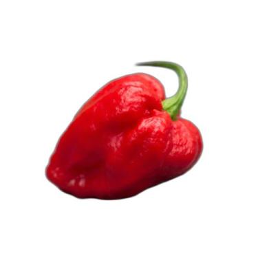 Imagem de Semente Pimentas  monte seu kit personalizado - AlphaI, Moruga Red 10 