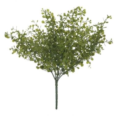 Imagem de Folhagem Cucullata C-print Plt. X6 (verde) 30cm