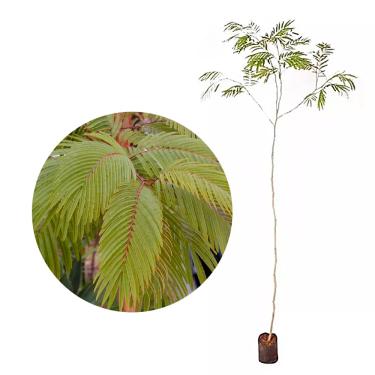 Imagem de AMK Jardinagem e Paisagismo, Muda de Angico Vermelho 20 a 40cm AMK - Plantas Online