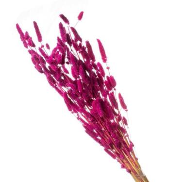 Imagem de Celósia Rabo de Coelho Pink Desidratado - Pense Flores