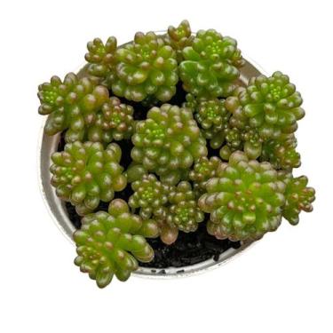 Imagem de Sedum Rubrotinctum Red berry pt 9cm - Generico