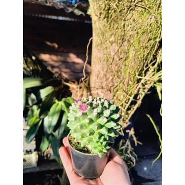 Imagem de Cacto Mammillaria polythele - Cacto Decorativo Mexicano - Orquidário M