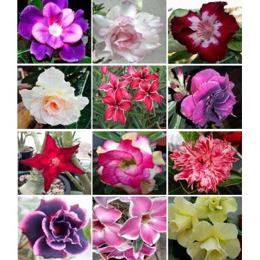 Imagem de 10 Sementes de Rosas do Deserto triplas, duplas e simples (Adenium obesum) Sortidas Kit nº 03