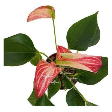 Imagem de Mini Antúrio Livium Listrada Planta Natural Adulta Com Vaso - no brand