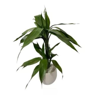 Imagem de Planta Natural Bambu Da Sorte 4 Hastes Auto Irrigável Arranj - FLORA F