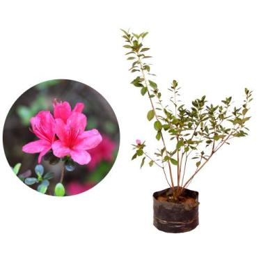 Imagem de Muda de Azaleia 20 a 40cm AMK - Plantas Online - Genérico