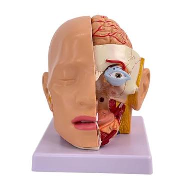 Imagem de Luwecf Modelo de Cabeça Humana Cavidade Nasal Garganta Cérebro para Sala de Aula