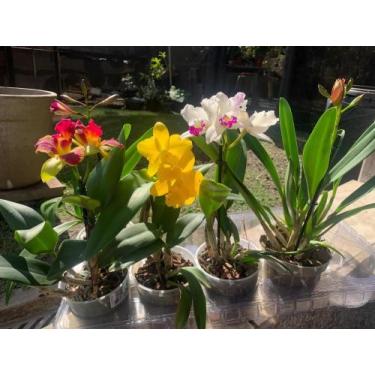 Imagem de Kit 4 Orquídeas Cattleyas Adultas Entouceiradas Super saudáveis  - Doc