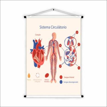 Imagem de Banner de Lona Educativo Sistema Circulatório 70x55 cm - UdiPrint