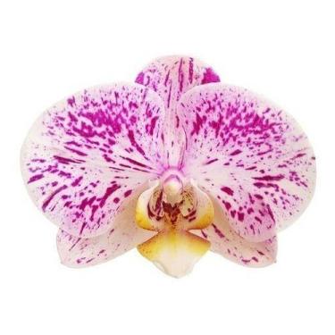 Imagem de Orquídea Phalaenopsis Flor Lilás E Branca Planta Adulta Exótica Rara A