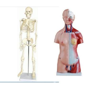 Imagem de Torso De 45 Cm + Esqueleto De 85 Cm. - Dumont Simuladores