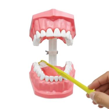 Imagem de Modelo de Dente, Modelo de Dentes Padrão Escovar Dentes com Escova de Dentes - Materiais de Estudo de Boca para Mulheres Família Filha Meninos Homens Jovens Adolescentes Filho Amigos