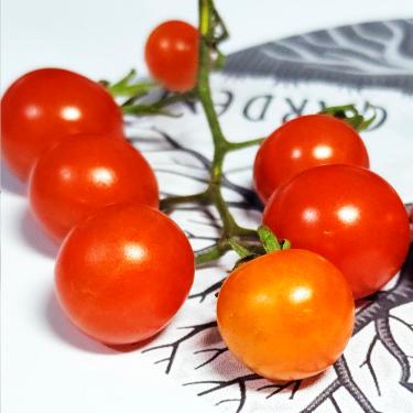 Imagem de Solanum lycopersicum (Tomate cereja caipira de tapera) - Sementes