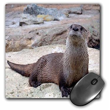 Imagem de 3dRose Mouse pad com imagem de lontra LLC 20 x 20 x 0,65 cm (mp_24971_1)
