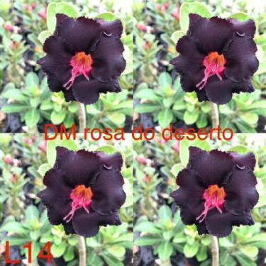 Imagem de Rosa do deserto enxertada negra L14 - Dm Rosa do deserto