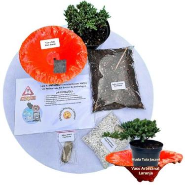 Imagem de Kit Bonsai Faça Você Mesmo Com Uma Muda De Tuia Jacaré - Vaso Artesana