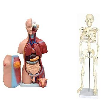 Imagem de Torso Bissexual de 45cm com Coluna Exposta, em 25 Pts