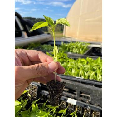 Imagem de Substrato Carolina Soil Padrão 75H 45 Litros 9kg Hortaliças Rosas do Deserto Suculentas Morangos (1)