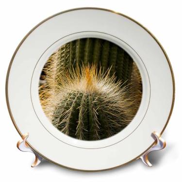 Imagem de 3dRose Espanha, Ilhas Canárias, Lanzarote, Guatiza, Prato de Porcelana de Cacto, 20 cm