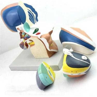 Imagem de Modelos de ciência de anatomia humana, modelo talâmico neuroanatômico, sistema nervoso cerebral de ampliação 3x, anatomia humana científica do cérebro intuitivo - 4 partes.