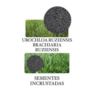 Imagem de Capim Ruziziensis Urochloa 10kg- Sementes Incrustadas