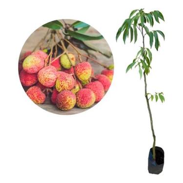 Imagem de Muda De Lichia Kaimana - Clima Quente - Litchi Chinensis - galpao livy