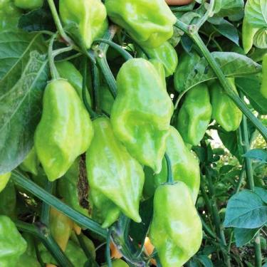 Imagem de Pimenta de cheiro Acemira - Capsicum frutescens - Sementes - Genrico