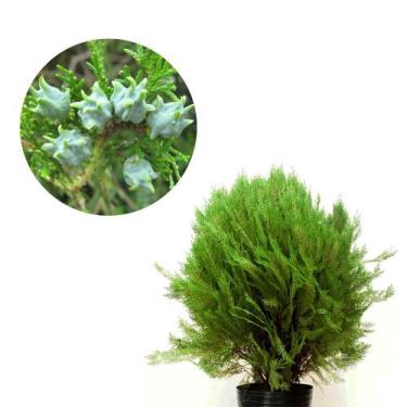 Imagem de Muda de Thuya Altura de 0,40 cm a 0,80 cm - Plantas